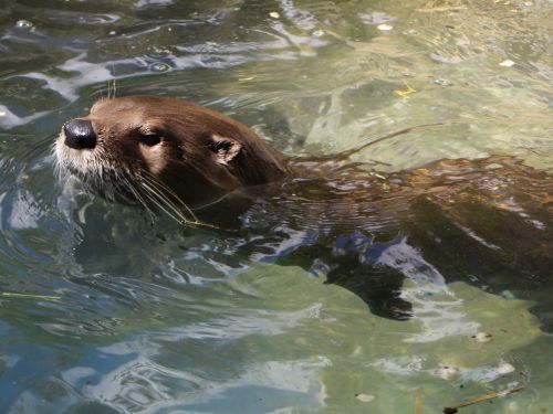 INTERESTNG AMAZON RAINFOREST FACTS: Amazon Giant Otter is one of the two Otter species you may seen on our Amazon expedition in Ecuador.