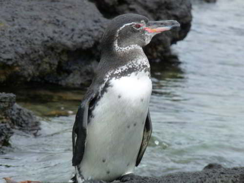 PROMOCIÓN VIAJES ÚLTIMO MOMENTO PARQUE NACIONAL GALAPAGOS: Pingüinos tropicales de Galapagos