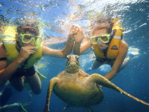 5 - 6 DAY GALAPAGOS NATIONAL PARK ADVENTURE TOURS COSTS [2026]: Snorklers with a Green Turtle.