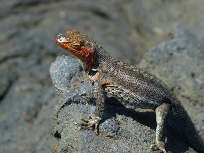 BARTOLOME GALAPAGOS DAY TRIP: female  lava lizard