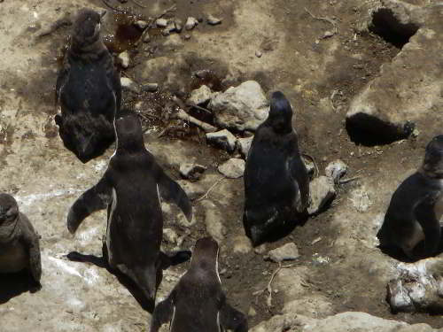 5 - 6 DAY GALAPAGOS NATIONAL PARK ADVENTURE TOURS COSTS [2026]: Penguin, Spheniscus mediculus, at Galapagos National Park