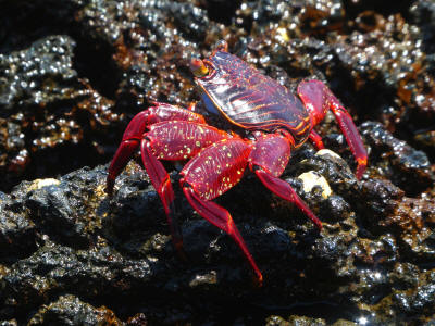 BARTOLOME GALAPAGOS DAY TRIP: Male Sally Lightfoot Crab