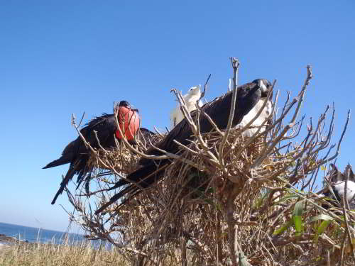 5 - 6 DAY GALAPAGOS NATIONAL PARK ADVENTURE TOURS COSTS [2026]: Great Frigate Bird colony at Galapagos National Park