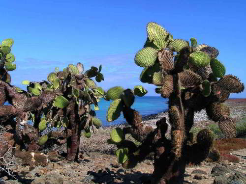 GALAPAGOS ISLANDS CLIMATE & TEMPERATURE: 10 YR CHARTS [2026]: Desert vegetation caused by the Climate of the Galapagos Islands, Ecuador.