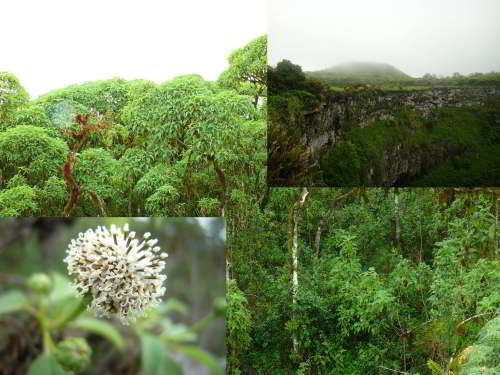 GALAPAGOS ISLANDS CLIMATE & TEMPERATURE: 10 YR CHARTS [2026]: Montane Climate of the Galapagos Islands, Ecuador, at higher elevations