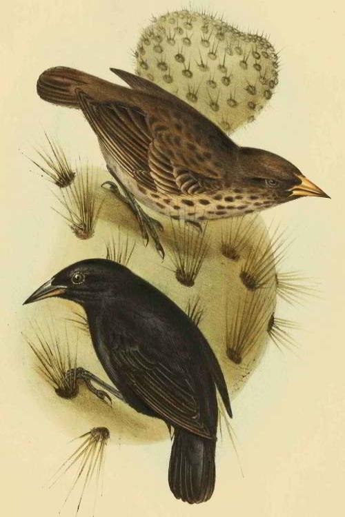 PROMOCIÓN VIAJES ÚLTIMO MOMENTO PARQUE NACIONAL GALAPAGOS: Pinzón de Cactus por John Gould