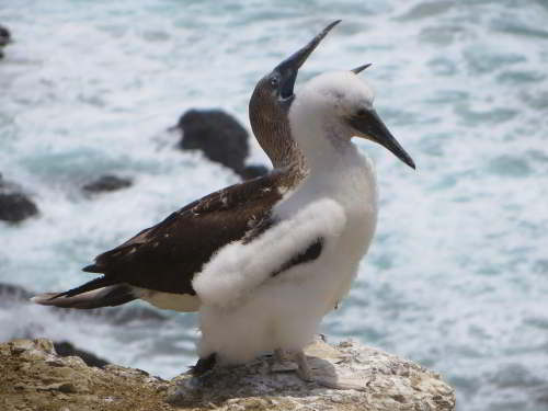 PROMOCIÓN VIAJES ÚLTIMO MOMENTO PARQUE NACIONAL GALAPAGOS: Piqueros de patas azules