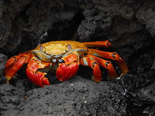PROMOCIÓN VIAJES ÚLTIMO MOMENTO PARQUE NACIONAL GALAPAGOS: Abuete Negro