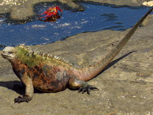 PROMOCIÓN VIAJES ÚLTIMO MOMENTO PARQUE NACIONAL GALAPAGOS: Macho de la Iguana marina