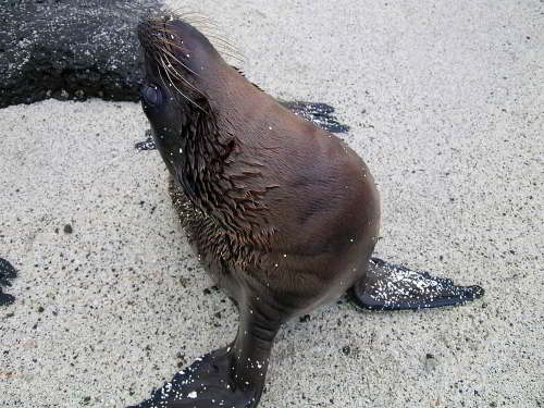 PROMOCIÓN VIAJES ÚLTIMO MOMENTO PARQUE NACIONAL GALAPAGOS: Lobo Marino de Galápagos