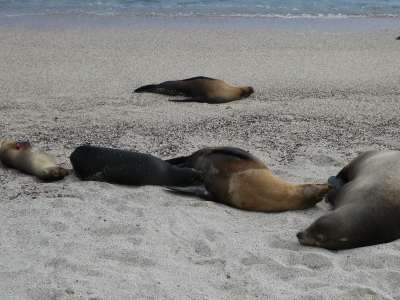 PROMOCIÓN VIAJES ÚLTIMO MOMENTO PARQUE NACIONAL GALAPAGOS: Grupo de Lobos marinos