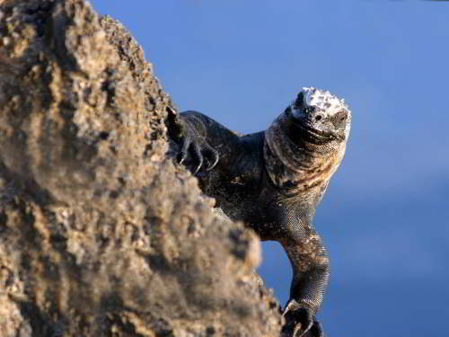 PROMOCIÓN VIAJES ÚLTIMO MOMENTO PARQUE NACIONAL GALAPAGOS: Iguana marina soleando