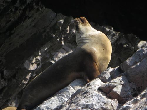 PROMOCIÓN VIAJES ÚLTIMO MOMENTO PARQUE NACIONAL GALAPAGOS: Bigote de Lobo Marino 