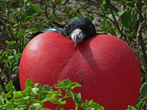 PROMOCIÓN VIAJES ÚLTIMO MOMENTO PARQUE NACIONAL GALAPAGOS: Macho de la Fregata Magnífica 