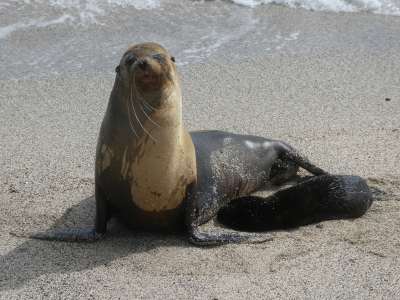 PROMOCIÓN VIAJES ÚLTIMO MOMENTO PARQUE NACIONAL GALAPAGOS: Grupo de Leones Marinos de Galápagos con macho dominante