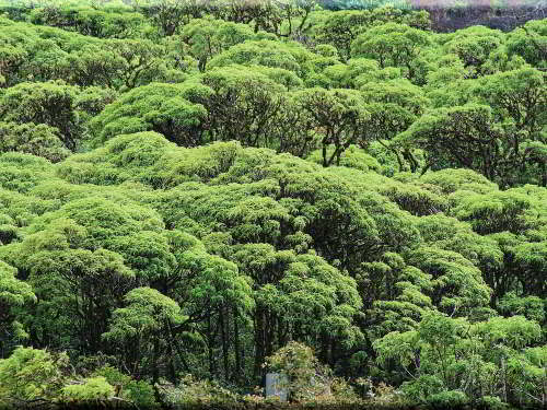 PROMOCIÓN VIAJES ÚLTIMO MOMENTO PARQUE NACIONAL GALAPAGOS: Bosque de margaritas, Scalesia ssp