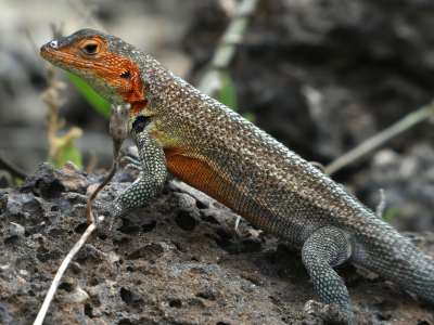 PROMOCIÓN VIAJES ÚLTIMO MOMENTO PARQUE NACIONAL GALAPAGOS: Lagarta de Lava