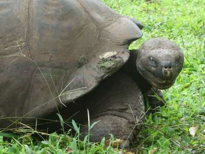 PROMOCIÓN VIAJES ÚLTIMO MOMENTO PARQUE NACIONAL GALAPAGOS: Tortuga giante