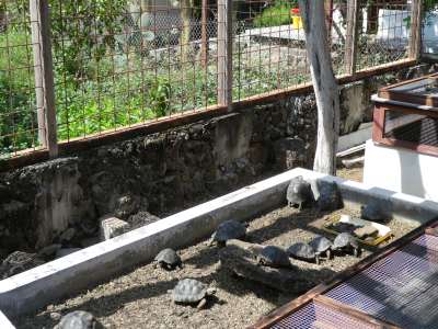 PROMOCIÓN VIAJES ÚLTIMO MOMENTO PARQUE NACIONAL GALAPAGOS: Criadero de tortugas en la EstacIÓN Darwin