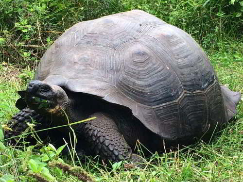 PROMOCIÓN VIAJES ÚLTIMO MOMENTO PARQUE NACIONAL GALAPAGOS: La tortuga Santa Cruz Oriental, Chelonoidis nigra donfaustoi
